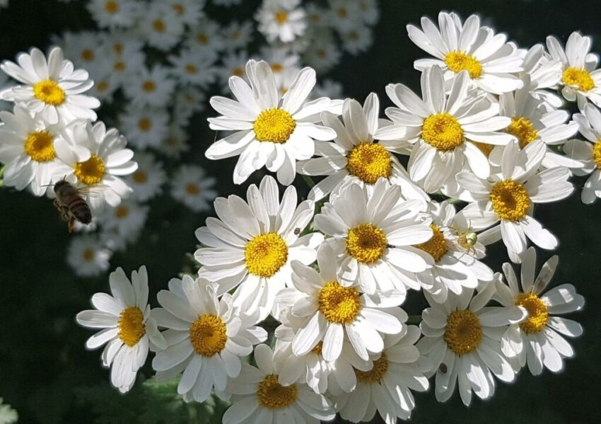 Margerite, Margeriten, Leucanthemum