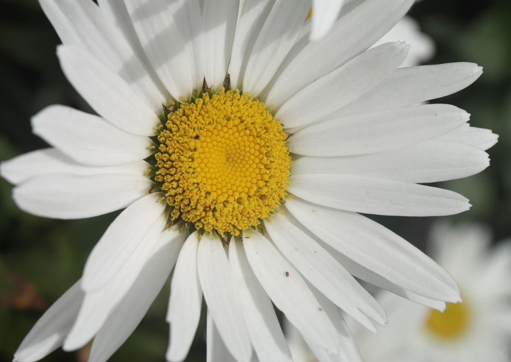 Margerite, Margeriten, Leucanthemum
