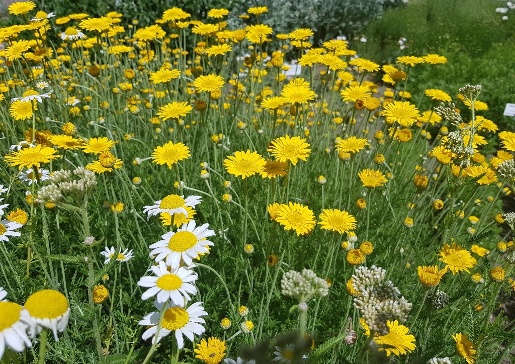 Margerite, Margeriten, Leucanthemum, Kamille, Hundskamille, Färberkamille, Färber-Hundskamille, Anthemis tinctoria, Verwechslungsgefahr
