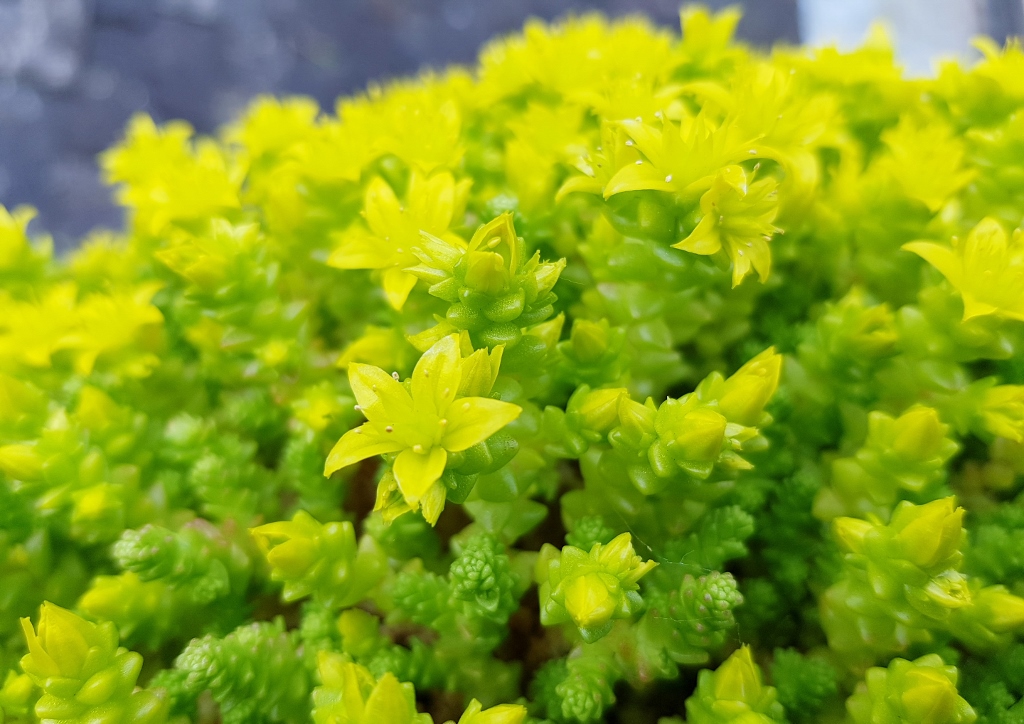 Mauerpfeffer, Fetthenne, Scharfe Fetthenne, Sedum, Dachbegrünung, CAM-Pflanzen, Fassadenbegrünung