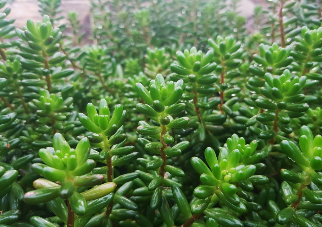 Mauerpfeffer, Ampel-Fetthenne, Sedum, Sedum rubrotinctum