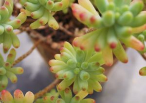 MAuerpfeffer, Sedum, Roter Mauerpfeffer, 'Coral Carpet', Sedum album