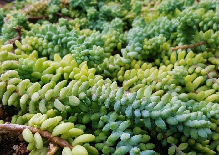 Mauerpfeffer, Sedum, Sedum burrito,