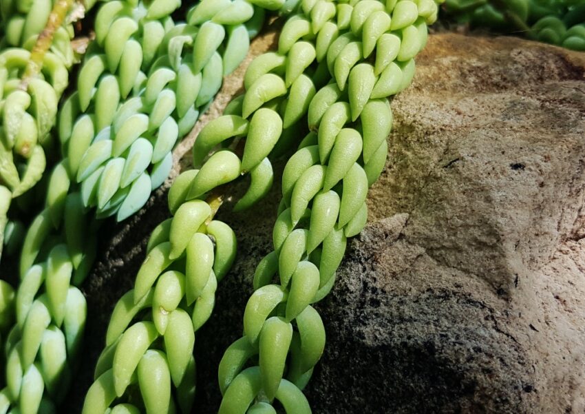 Mauerpfeffer, Sedum, Morgan-Mauerpfeffer, Sedum morganianum, Sukkulente, Sukkulenten