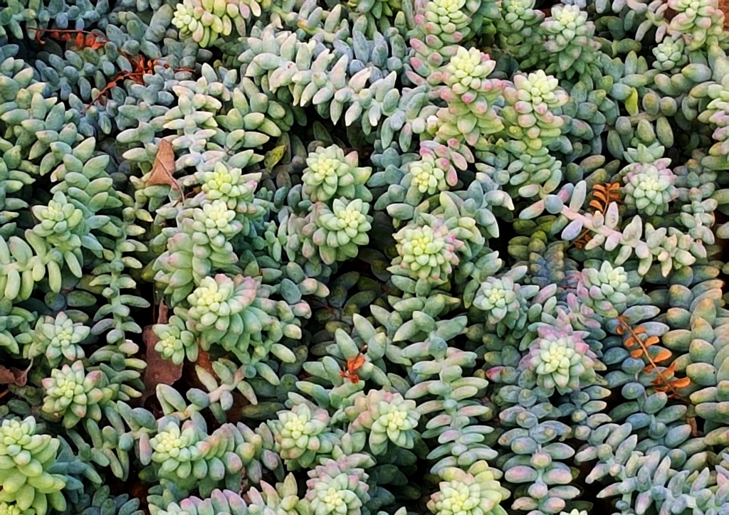Mauerpfeffer, Sedum