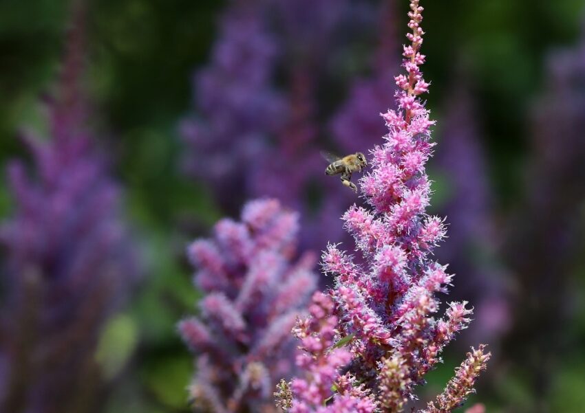 Prachtspiere, Astilbe, Astilben