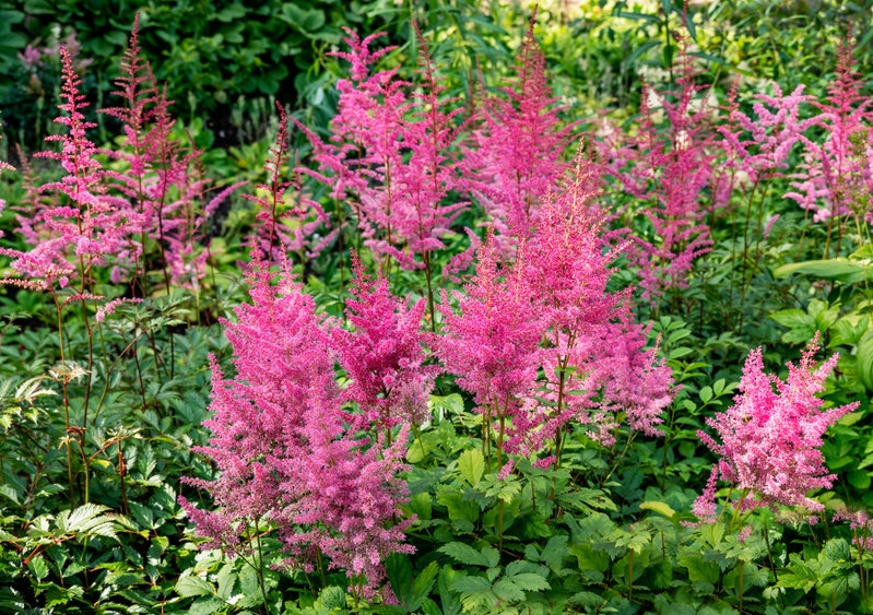 Prachtspiere, Astilbe, Astilben