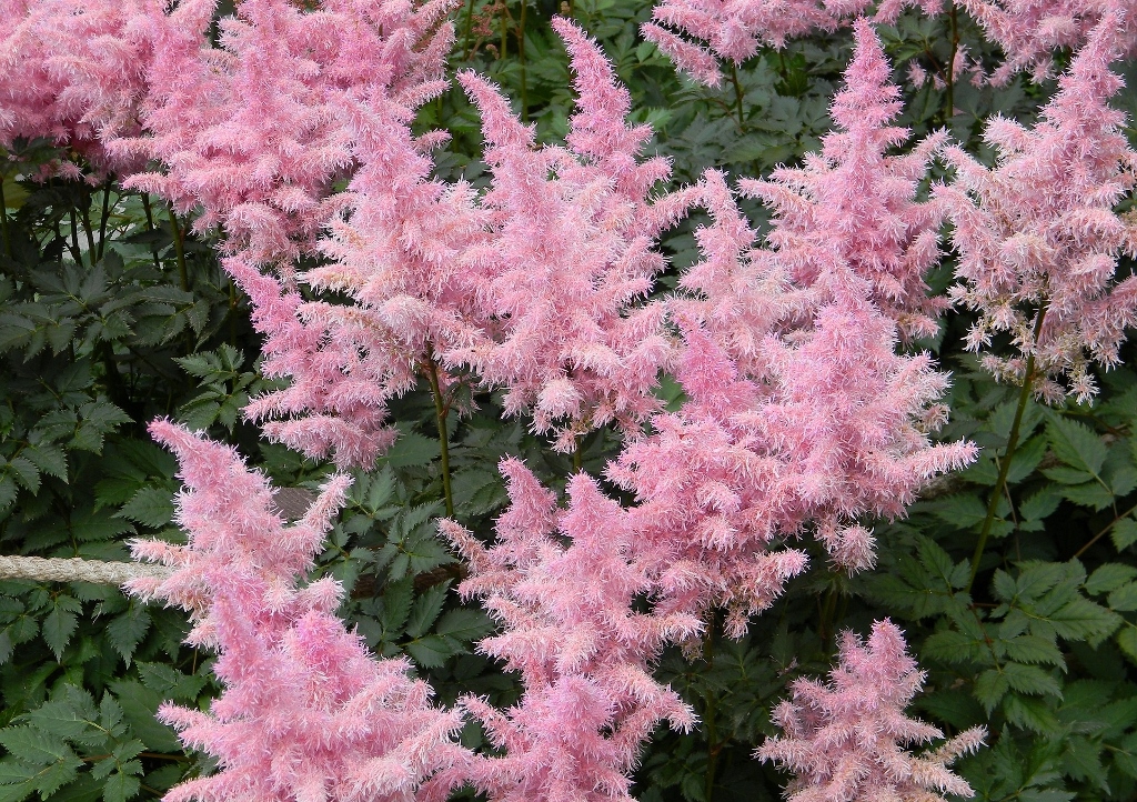 Prachtspiere, Astilbe, Astilben