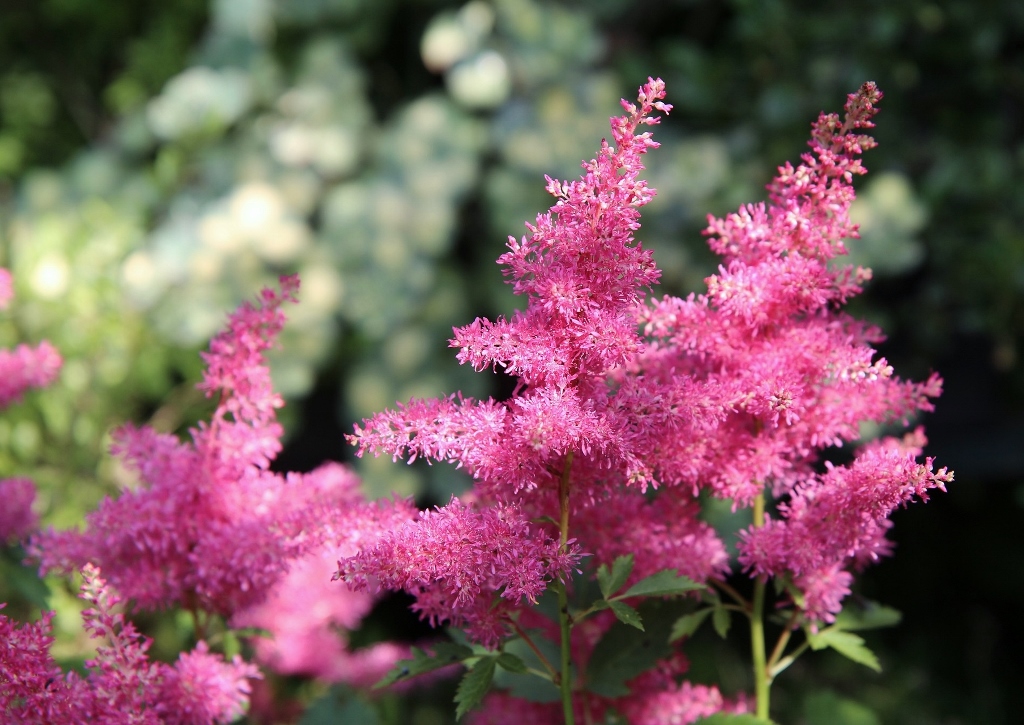 Prachtspiere, Astilbe, Astilben