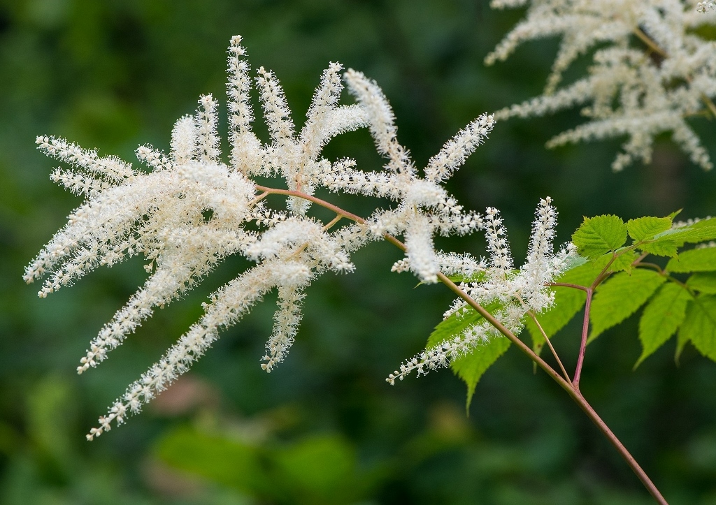 Prachtspiere, Astilbe, Astilben, Chinesische Prachtspiere, Waldspiere, Vision in White, Astilbe chinensis
