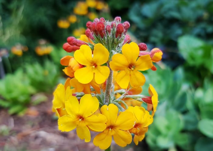 Primel, Primula, Etagenprimel, Primula x bulleesiana