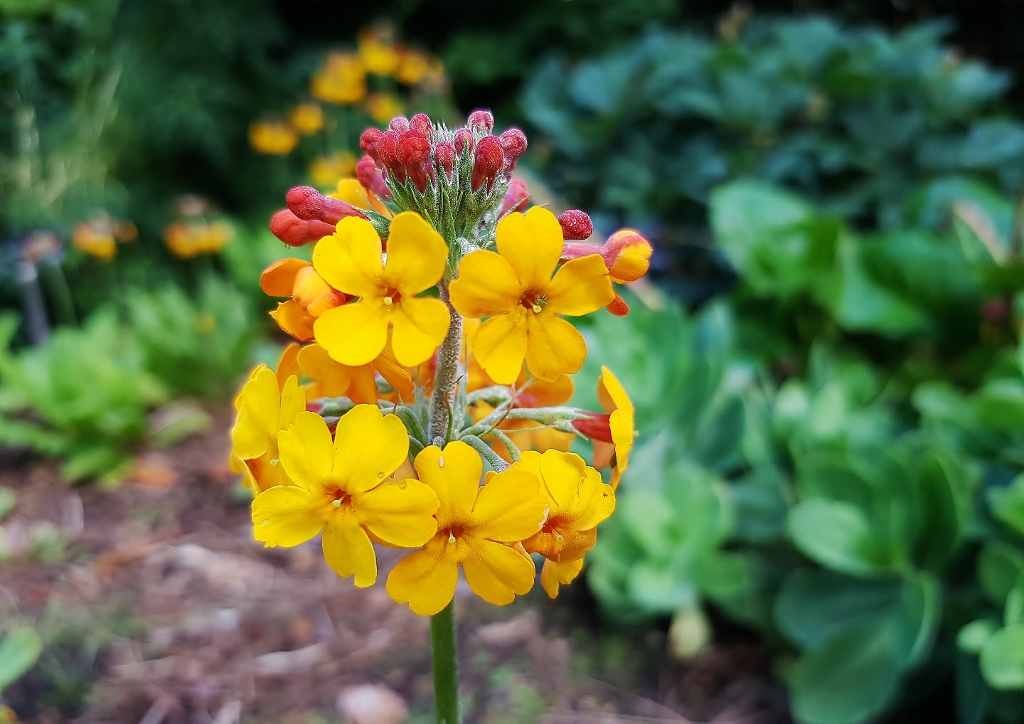 Primel, Primula, Etagenprimel, Primula x bulleesiana