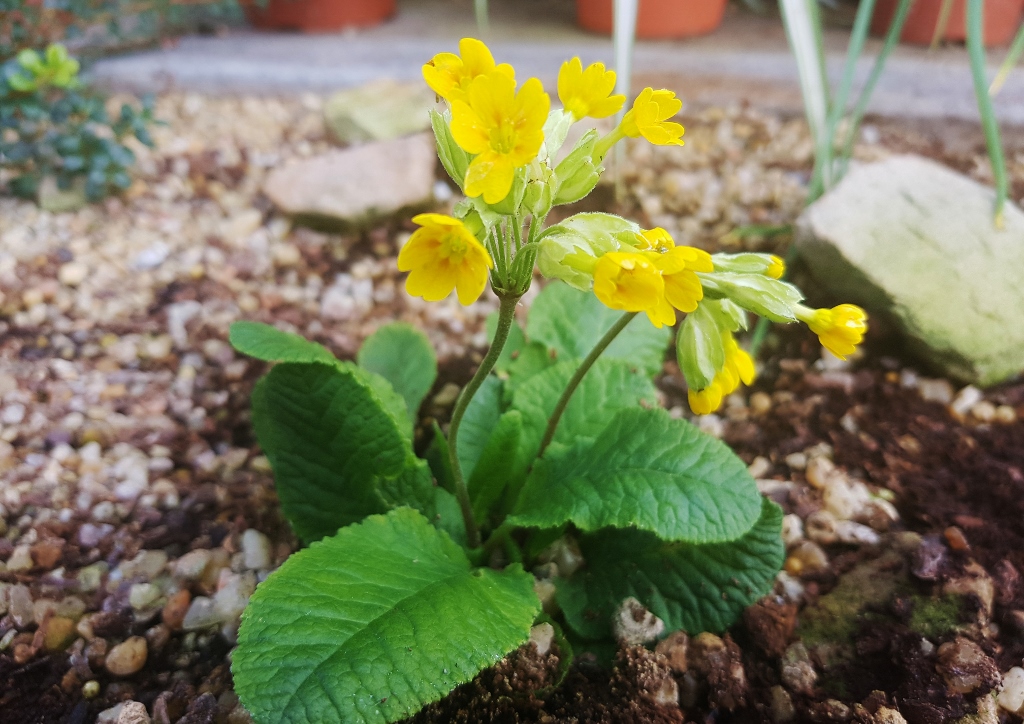 Primel, Primula, Schlüsselblume, Gemeine Schlüsselblume, Primula veris, Primula veris subsp. veris