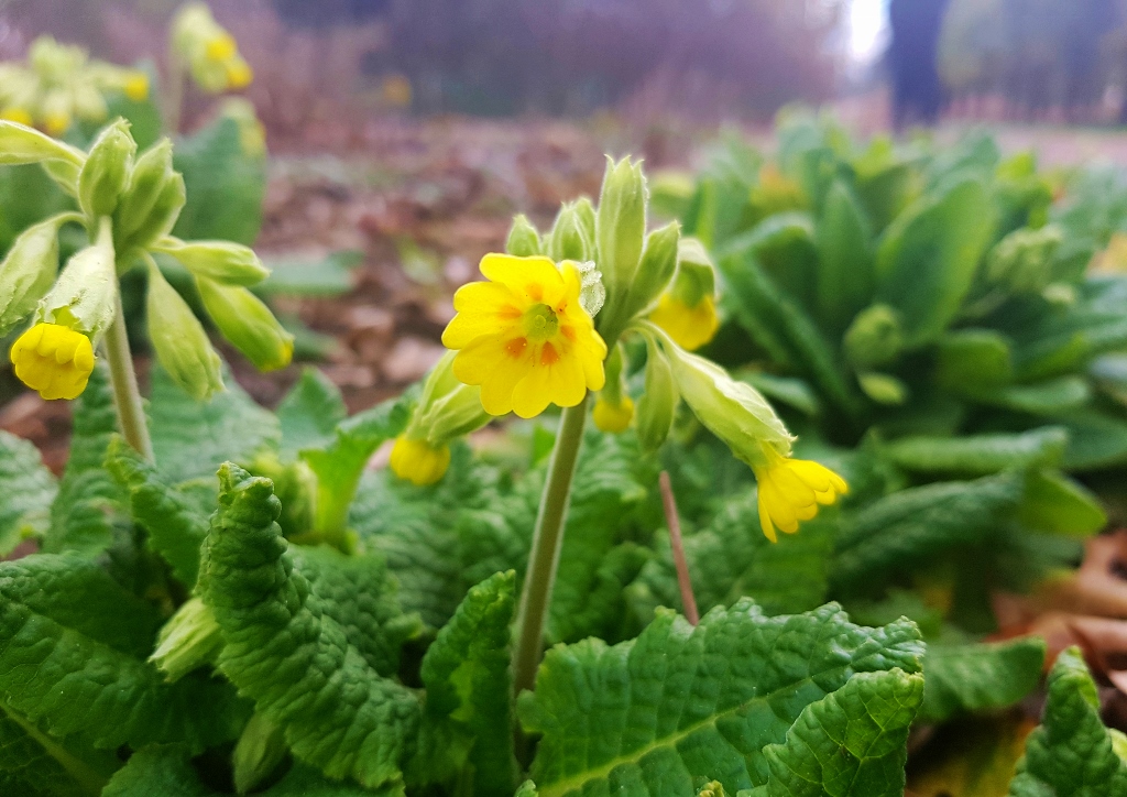Primel, Primula, Schlüsselblume, Gemeine Schlüsselblume, Primula veris, Primula veris subsp. veris