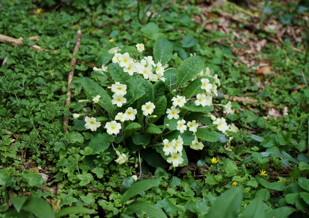 Primel, Schlüsselblume, Primula, Gewöhnliche Gartenprimel, Erd-Primel, Gewöhnliche Primel, Schaftlose Schlüsselblume, Stängellose Schlüsselblume, Primula vulgaris
