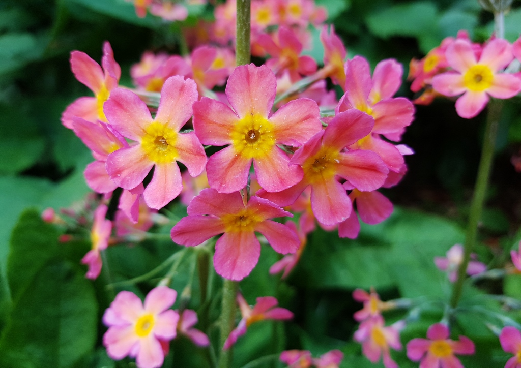 Primel, Primula, Rosenprimel, Primula rosea
