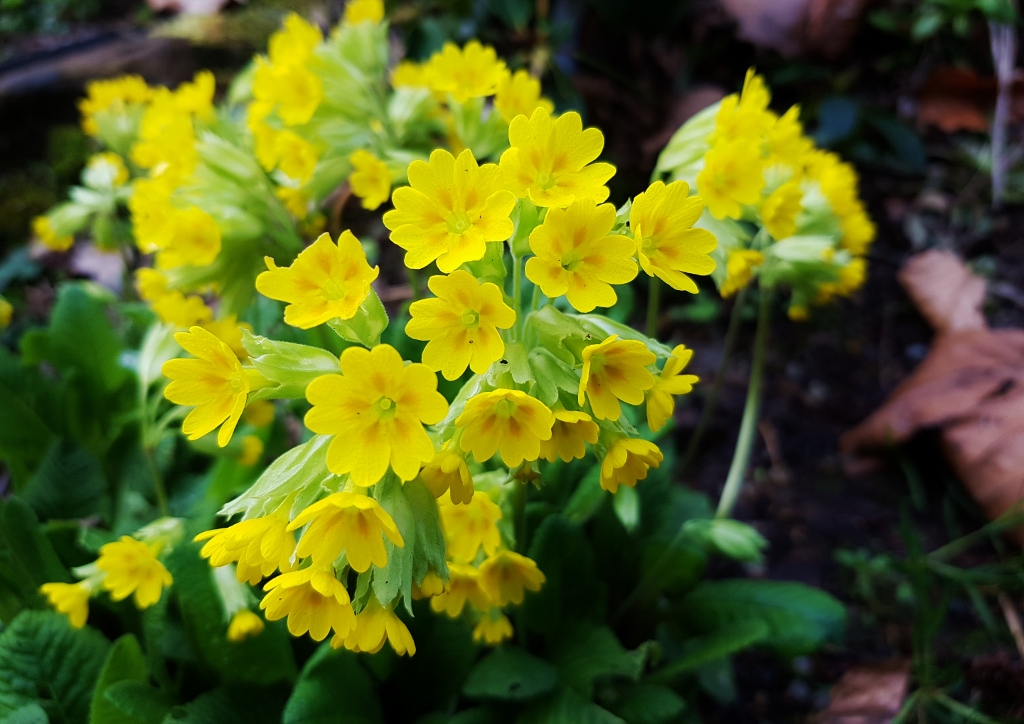 Primel, Primula, Schlüsselblume, Gemeine Schlüsselblume, Primula veris, Primula veris subsp. veris