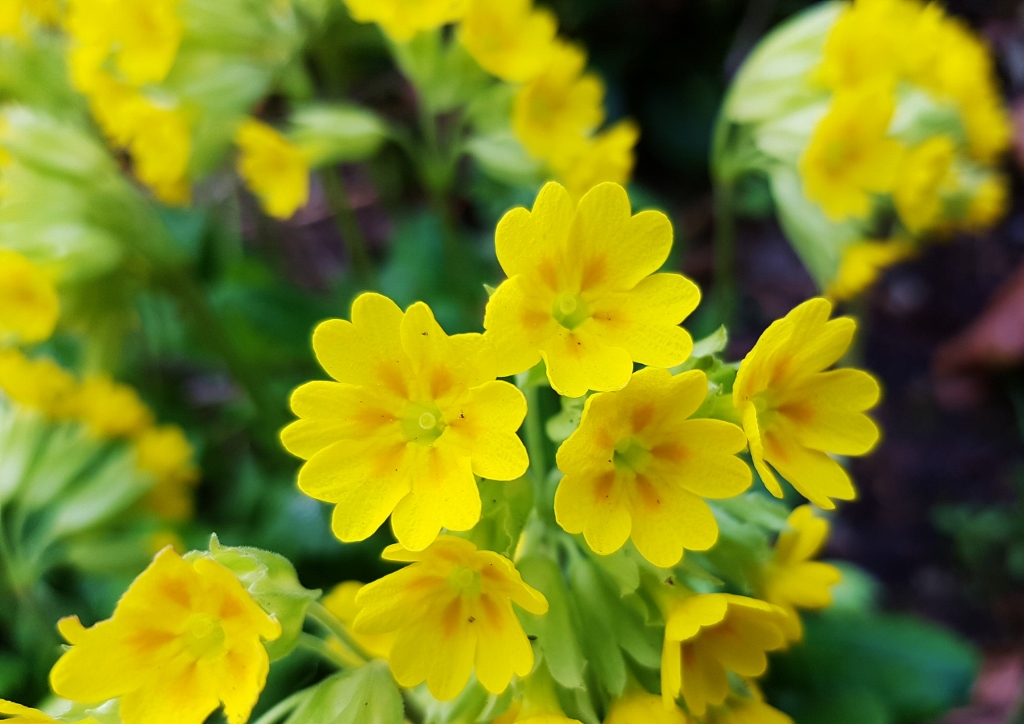 Primel, Primula, Schlüsselblume, Gemeine Schlüsselblume, Primula veris, Primula veris subsp. veris, Frühlingsblumen