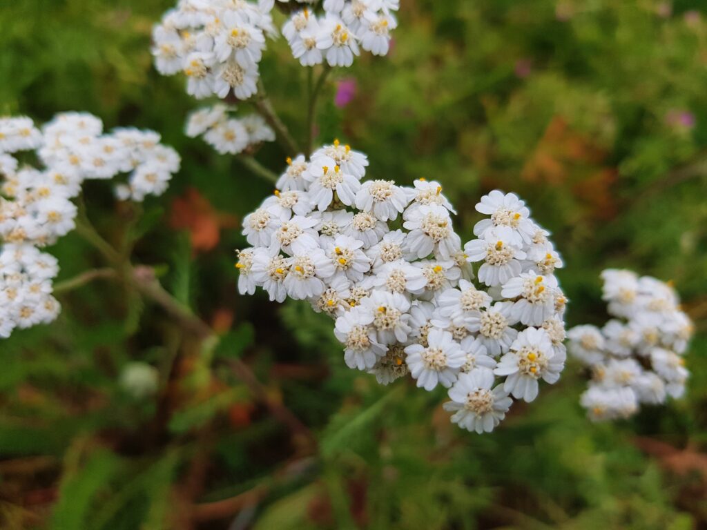 Schafgarbe, Achillea, Gewöhnliche Schafgarbe, Achillea millefolium