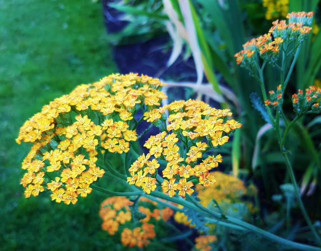 Schafgarbe, Achillea, Gewöhnliche Schafgarbe, Achillea millefolium, Pink Grapefruit