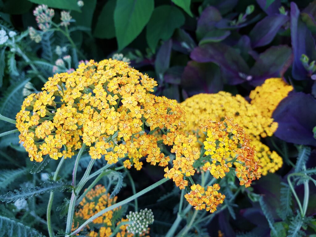 Schafgarbe, Achillea, Gewöhnliche Schafgarbe, Achillea millefolium, Pink Grapefruit