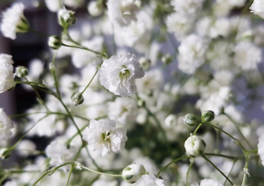 Schleierkraut, Gipskraut, Gypsophila, Rispiges Schleierkraut, Gypsophila paniculata, Bristol Fairy