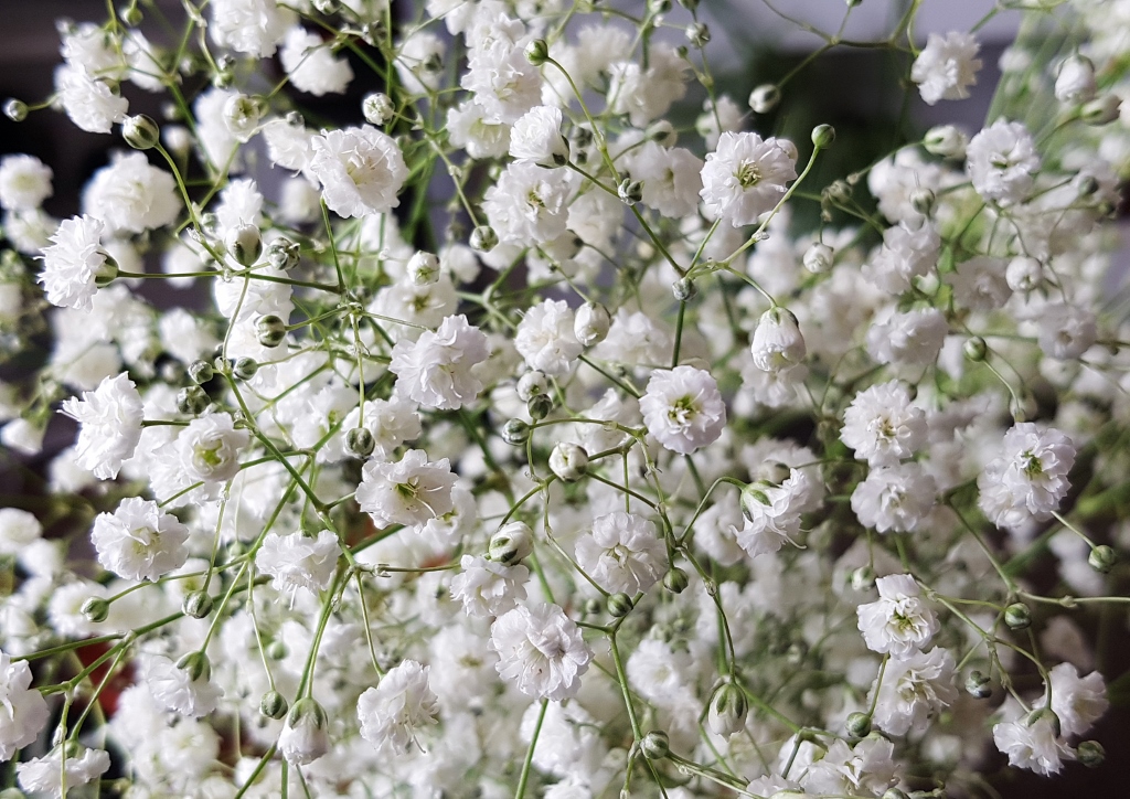 Schleierkraut, Gipskraut, Gypsophila, Rispiges Schleierkraut, Gypsophila paniculata, Bristol Fairy