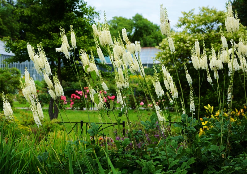 Silberkerze, Silberkerzen, Actaea, Cimicifuga, Cimicifuga racemosa