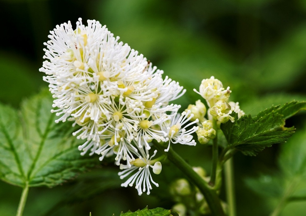 Silberkerze, Actaea