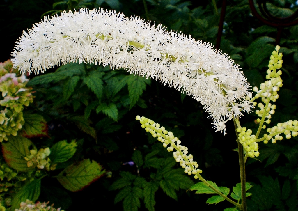 Silberkerze, Actaea