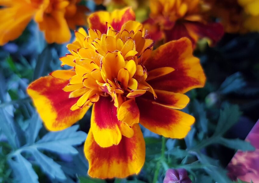 Studentenblume, Studentenblumen, Tagetes, Tagetes patula, Tagetes erecta, Zenith, Zenith Red F1