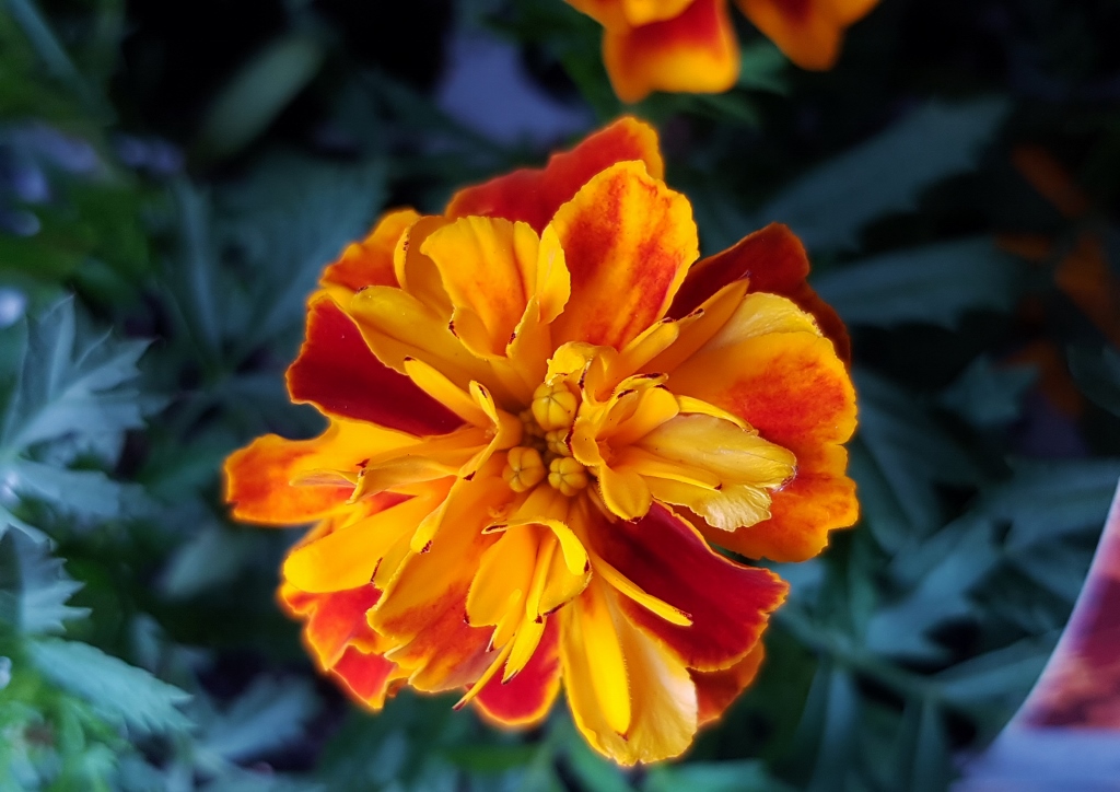 Studentenblume, Studentenblumen, Tagetes, Tagetes patula, Tagetes erecta, Zenith, Zenith Red F1
