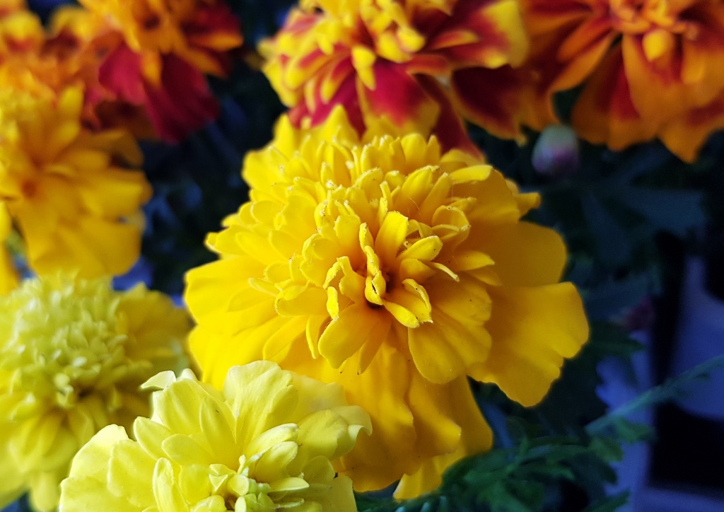 Studentenblume, Studentenblumen, Tagetes, Tagetes patula, Tagetes erecta, Zenith, Zenith Red F1, Zenith Lemon,