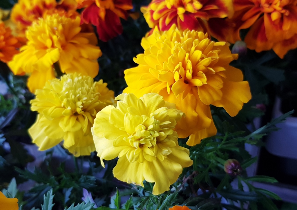 Studentenblume, Studentenblumen, Tagetes, Tagetes patula, Tagetes erecta, Zenith, Zenith Red F1, Zenith Lemon, Zenith Golden Yellow