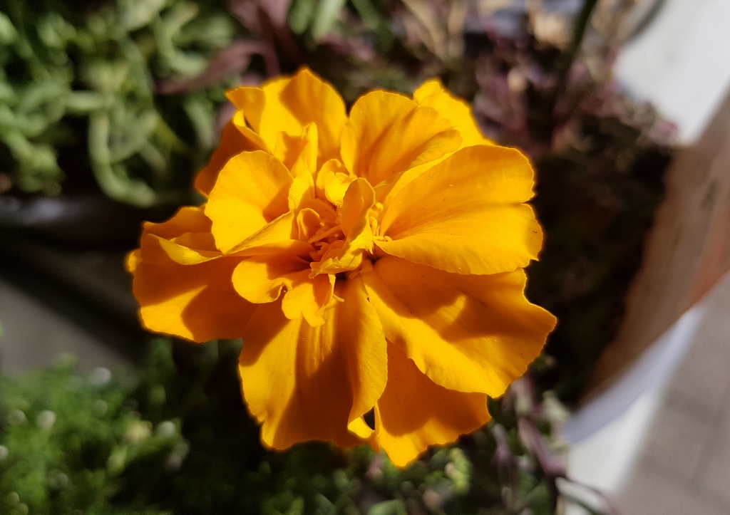 Studentenblume, Studentenblumen, Tagetes, Tagetes patula, Tagetes erecta, Zenith, Zenith Lemon,