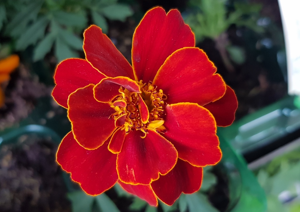 Studentenblume, Studentenblumen, Tagetes, Tagetes patula, Fiesta
