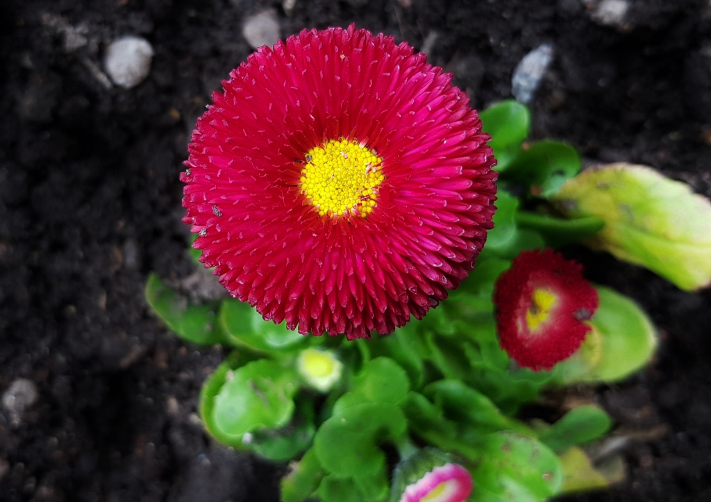 Gänseblümchen, Bellis, Gewöhnliches Gänseblümchen, Bellis perennis, Tasso Red