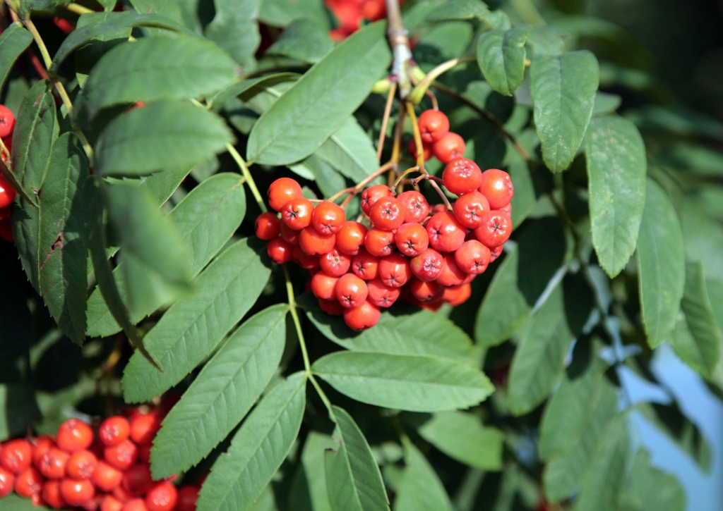 Vogelbeere, Vogelbeeren, Eberesche, Sorbus