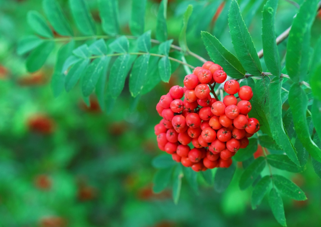 Vogelbeere, Vogelbeeren, Eberesche, Sorbus