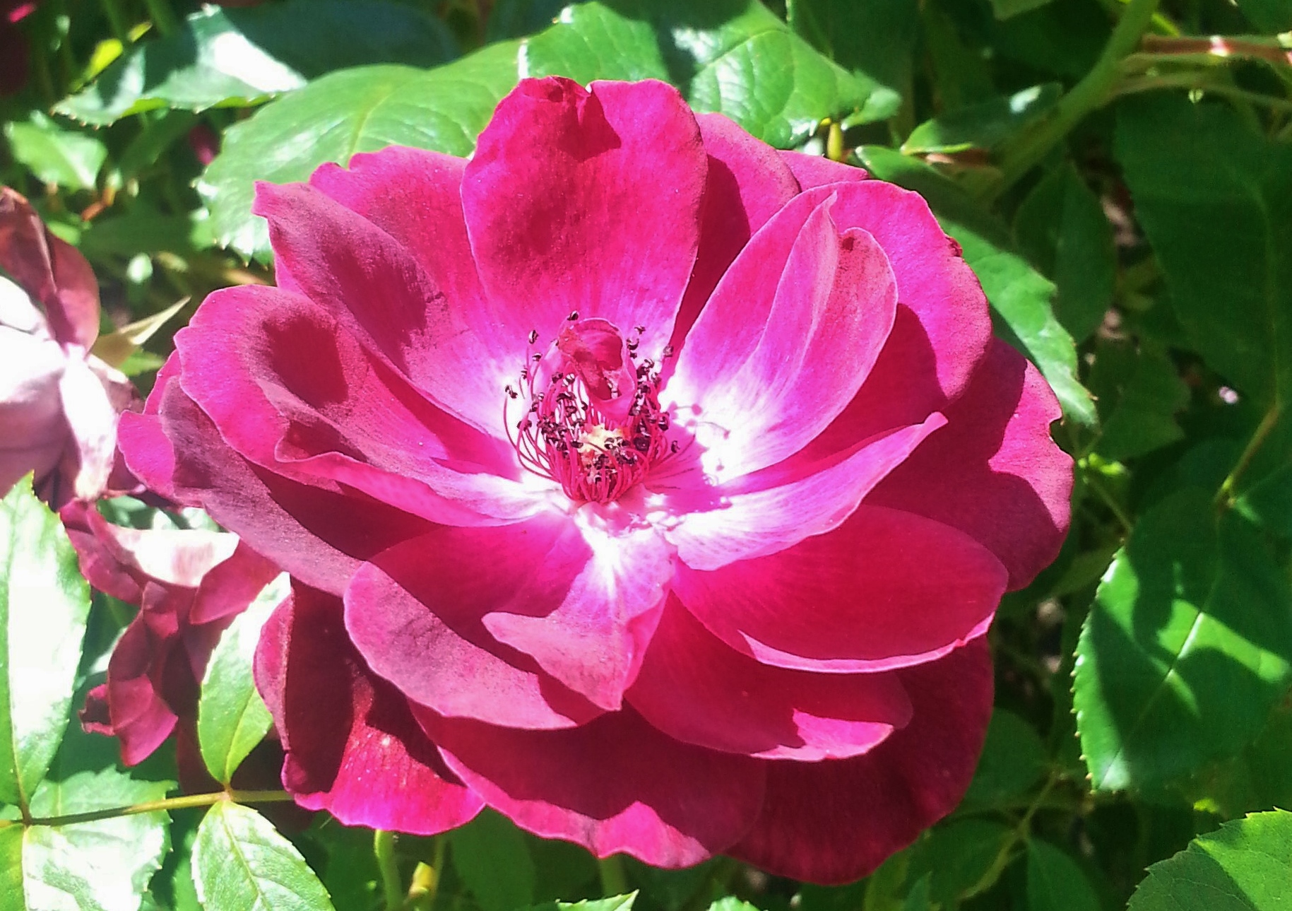 Rosenarten, Rose, Rosen, Floribundarose, Floribundarosen, Floribundarose 'Burgundy Iceberg', Rosa floribunda