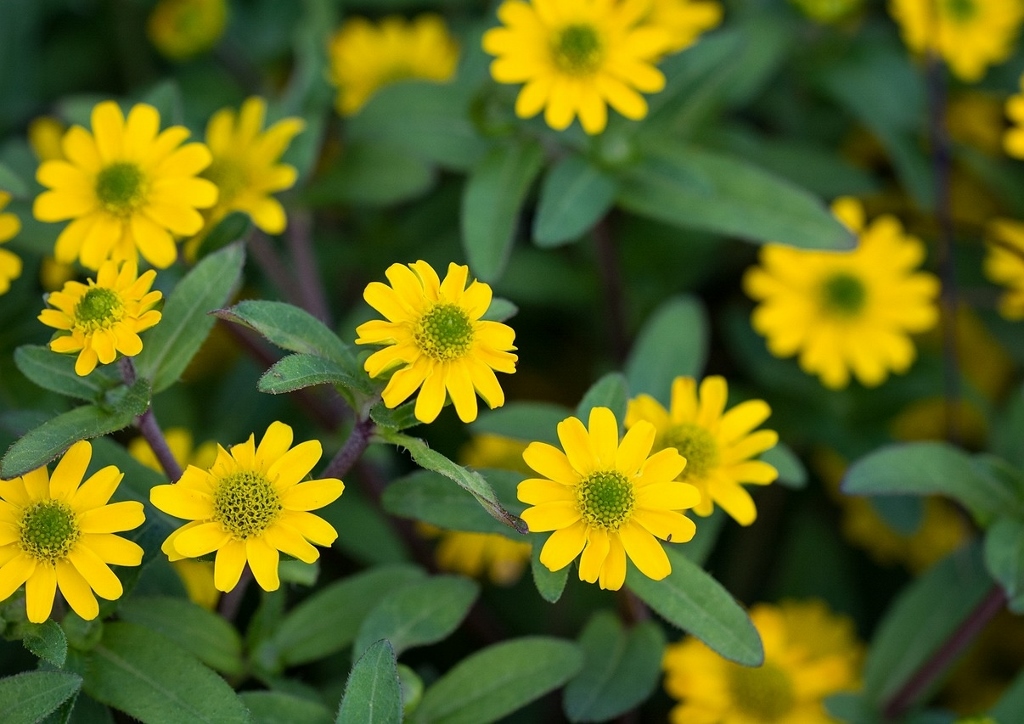 Husarenknopf, Husarenknöpfe, Husarenknöpfchen, Miniatursonnenblume, Sanvitalia, Sanvitalia procumbens