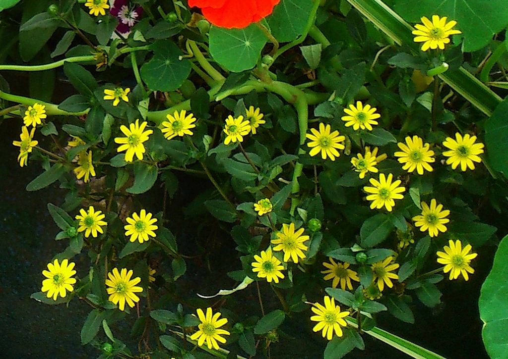 Husarenknopf, Husarenknöpfe, Husarenknöpfchen, Miniatursonnenblume, Sanvitalia, Sanvitalia procumbens