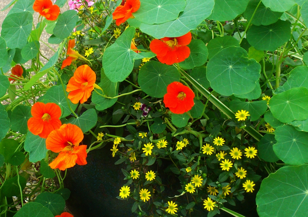 Husarenknopf, Husarenknöpfe, Husarenknöpfchen, Miniatursonnenblume, Sanvitalia, Sanvitalia procumbens, Kapuzinerkresse