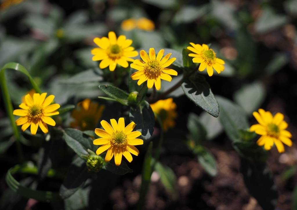 Husarenknopf, Husarenknöpfe, Husarenknöpfchen, Miniatursonnenblume, Sanvitalia, Sanvitalia procumbens