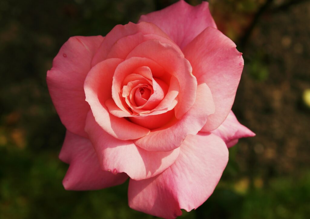 Rose, Rosen, Rosa, Rosengewächse, Rosaceae