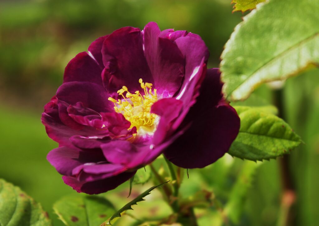 Rose, Rosen, Rosa, Strauchrose, Rhapsody in Blue