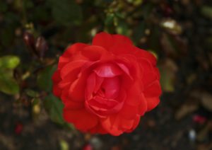 Rose, Rosen, Rosa, Floribunda, Floribundarose