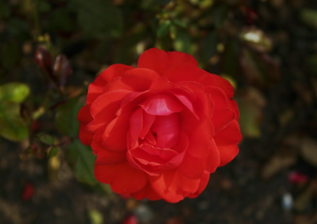 Rose, Rosen, Rosa, Floribunda, Floribundarose