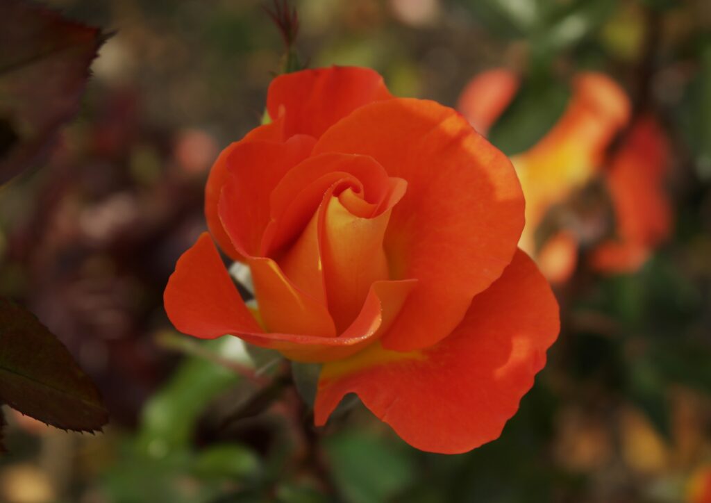 Rose, Rosen, Rosa, Jewel Orange