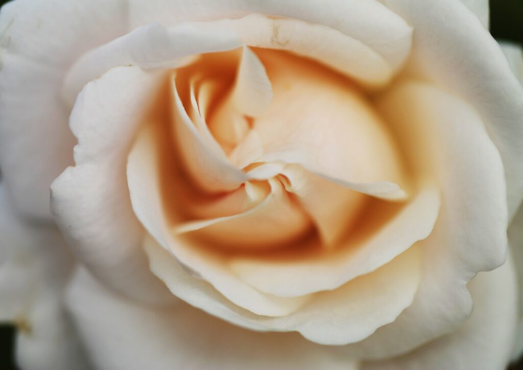 Rose, Rosen, Rosa, Rosenblüte
